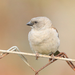 Passer diffusus stygiceps
