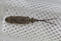 Tenomerga cinerea