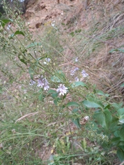 Veronica derwentiana