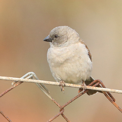 Passer diffusus stygiceps