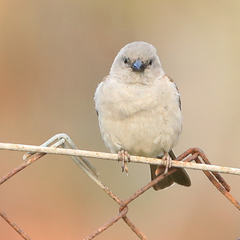 Passer diffusus stygiceps