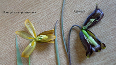 Fritillaria assyriaca