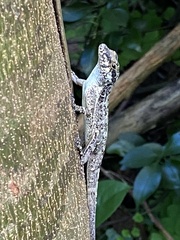 Anolis stratulus