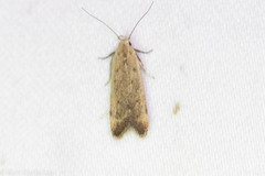 Anacampsis fullonella