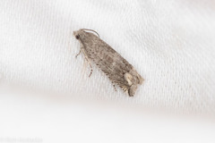Epiblema minutana