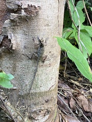 Anolis stratulus