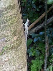 Anolis stratulus