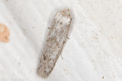 Hypatopa punctiferella