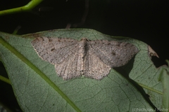 Minoa euthecta