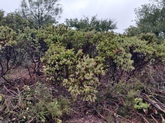 Arctostaphylos auriculata