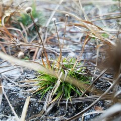 Lachnocaulon