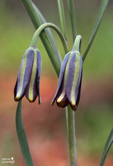 Fritillaria melananthera