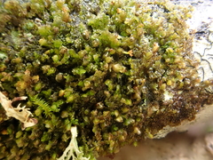 Frullania virginica