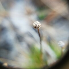 Lachnocaulon