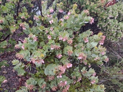Arctostaphylos auriculata