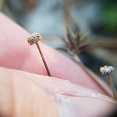 Lachnocaulon