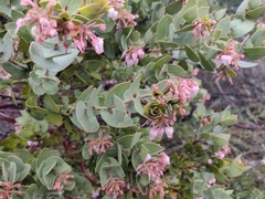 Arctostaphylos auriculata