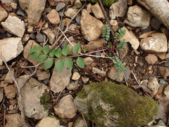 Polemonium reptans
