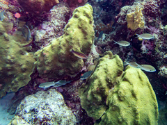 Azurina multilineata