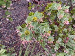 Arctostaphylos auriculata