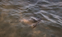 Trygonoptera testacea