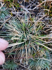 Syngonanthus flavidulus