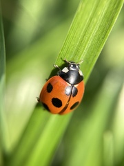 Coccinella septempunctata