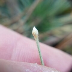 Syngonanthus flavidulus