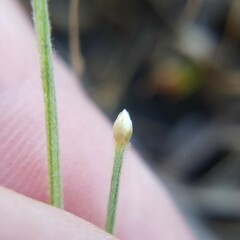 Syngonanthus flavidulus