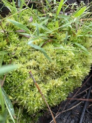Sphagnum perichaetiale