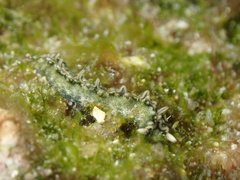 Thuridilla carlsoni