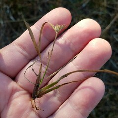Juncus repens
