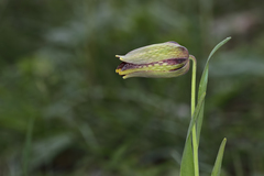 Fritillaria