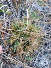 Syngonanthus flavidulus