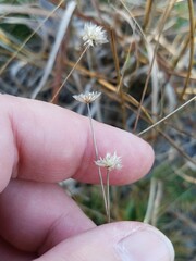 Syngonanthus flavidulus