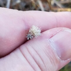 Syngonanthus flavidulus