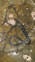 Atractus wagleri