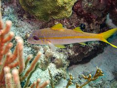 Mulloidichthys martinicus
