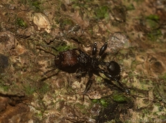 Podomyrma odae