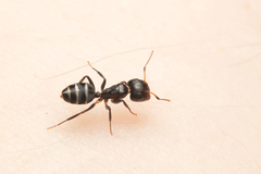 Camponotus mackayensis