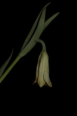 Fritillaria alfredae glaucoviridis