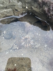 Anthopleura artemisia