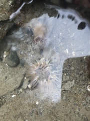 Anthopleura artemisia