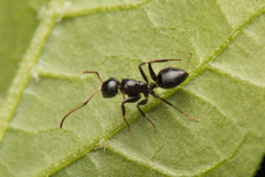 Camponotus mackayensis