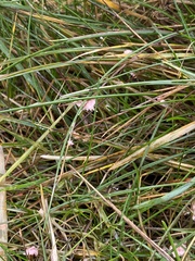 Laetisaria roseipellis