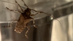 Lagocheirus obsoletus