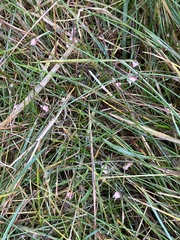 Laetisaria roseipellis