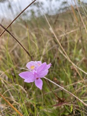 Calopogon barbatus