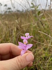 Calopogon barbatus