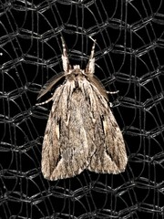 Ecnomodes sagittaria